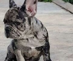 Bouledogue francese cuccioli - 2/4