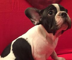 Bouledogue francese cuccioli - 3/4