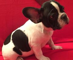 Bouledogue francese cuccioli - 4/4