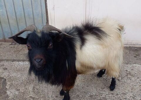 Maschio capra tibetana medio