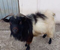 Maschio capra tibetana medio
