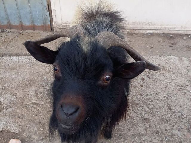 Maschio capra tibetana medio - 2/4