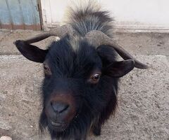 Maschio capra tibetana medio - 2/4