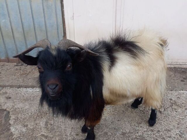 Maschio capra tibetana medio - 3/4