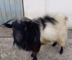 Maschio capra tibetana medio - 3/4