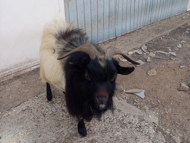 Maschio capra tibetana medio - 4/4