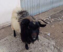 Maschio capra tibetana medio - 4/4