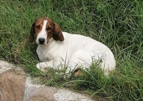 BELLA segugia maremmana 4 anni