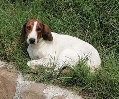 BELLA segugia maremmana 4 anni