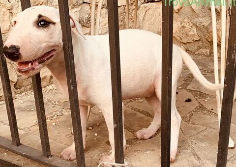 Bull terrier