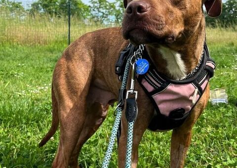  CANE PIT BULL