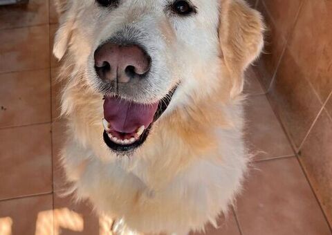  CANE METICCIO