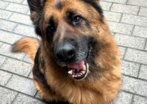  cane pastore tedesco