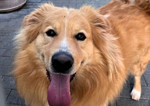  CANE METICCIO