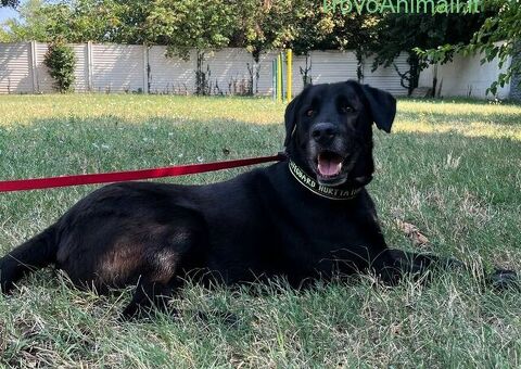  CANE METICCIO