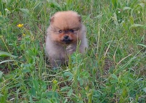 CUCCIOLO VOLPINO POMERANIA NAN