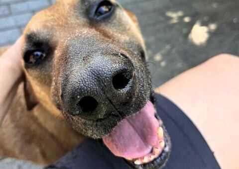  CANE METICCIO