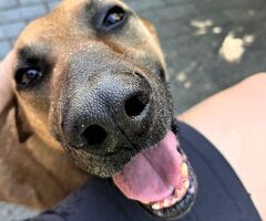  CANE METICCIO - 1/4