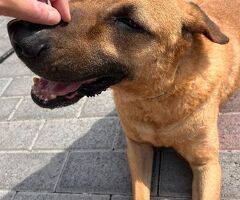  CANE METICCIO - 2/4
