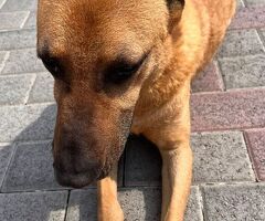  CANE METICCIO - 3/4