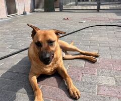  CANE METICCIO - 4/4
