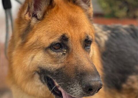  cane pastore tedesco