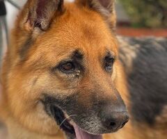  cane pastore tedesco