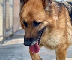  cane pastore tedesco - 2/4