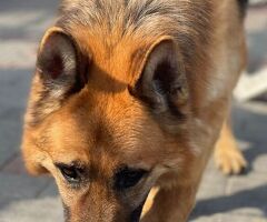  cane pastore tedesco - 3/4