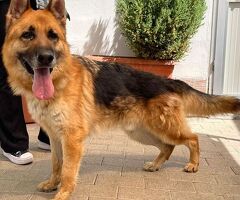  cane pastore tedesco - 4/4