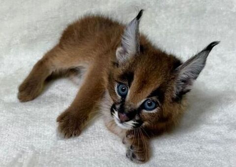 Cucciolo di caracal disponibil
