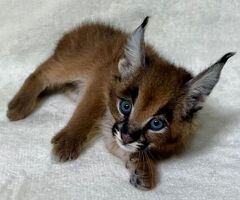 Cucciolo di caracal disponibil
