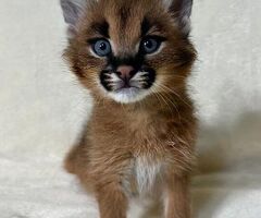 Cucciolo di caracal disponibil - 2/3