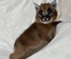 Cucciolo di caracal disponibil - 3/3