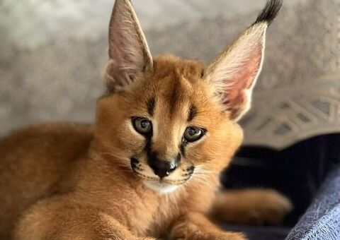 Cuccioli di caracal.