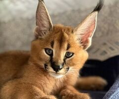 Cuccioli di caracal.
