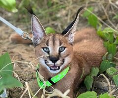 Cuccioli di caracal. - 2/4