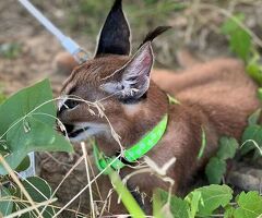 Cuccioli di caracal. - 3/4