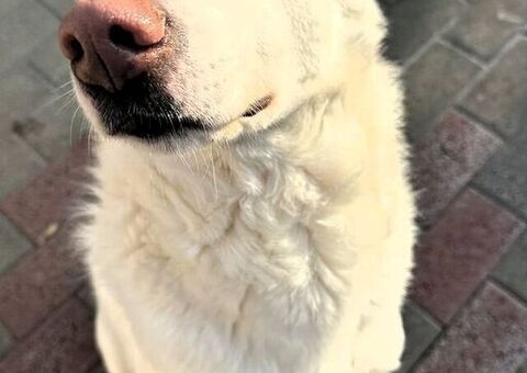  CANE METICCIO