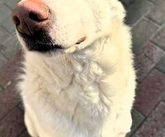  CANE METICCIO - 1/4
