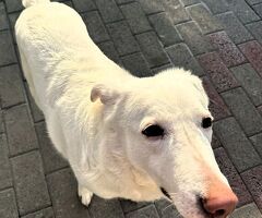  CANE METICCIO - 2/4