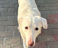  CANE METICCIO - 3/4