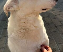  CANE METICCIO - 4/4