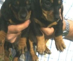 Bassotto nano cuccioli