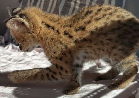 Cerco gattino serval disponibile