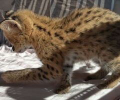 Cerco gattino serval disponibile