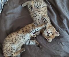 Cerco gattino serval disponibile - 2/4