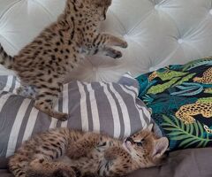 Cerco gattino serval disponibile - 3/4