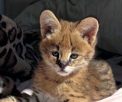 Cerco gattino serval disponibile - 4/4