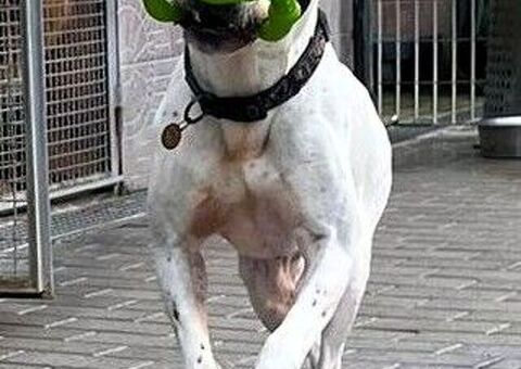  CANE METICCIO